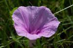 Saltmarsh morning-glory